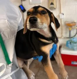 A baby medium-sized female Mixed Breed dog named Louis Vuitton for adoption in West Chester, PA