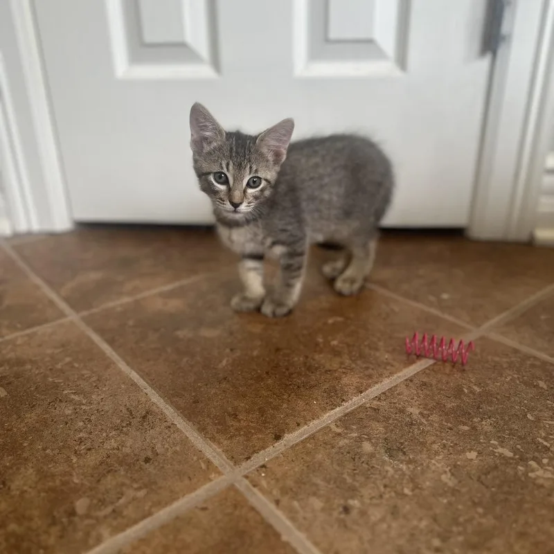 A baby small-sized male Brown / Chocolate Domestic Short Hair cat named Cappucino for adoption in Greenwood, MO