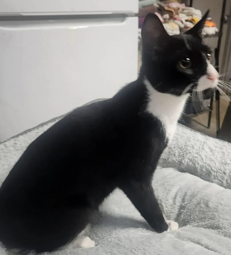 An adult medium-sized male Domestic Short Hair cat named Blazen Bullets for adoption in Lexington, TN