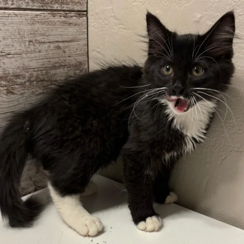 A baby small-sized female Black Domestic Long Hair cat named Elsa for adoption in Coralville, IA