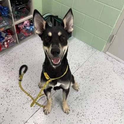 A young medium-sized male German Shepherd Dog dog named Benji for adoption in Rapid City, SD