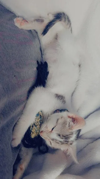 A young small-sized female Domestic Short Hair cat named Ms. Dill Pickle for adoption in Columbus, IN