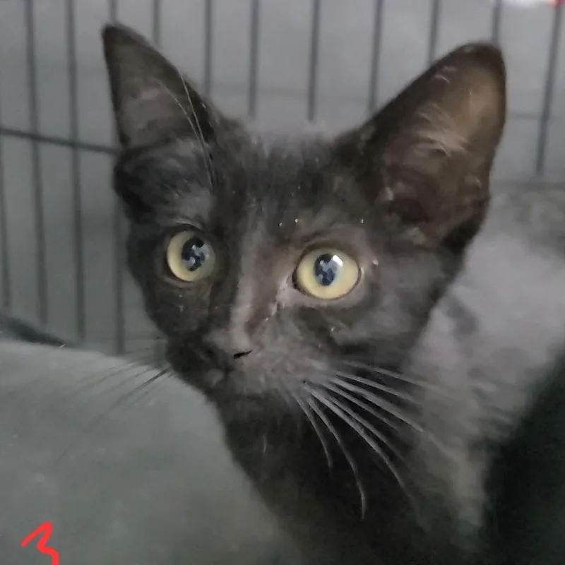 A baby small-sized male Black Domestic Short Hair cat named Tiramisu for adoption in Russellville, KY