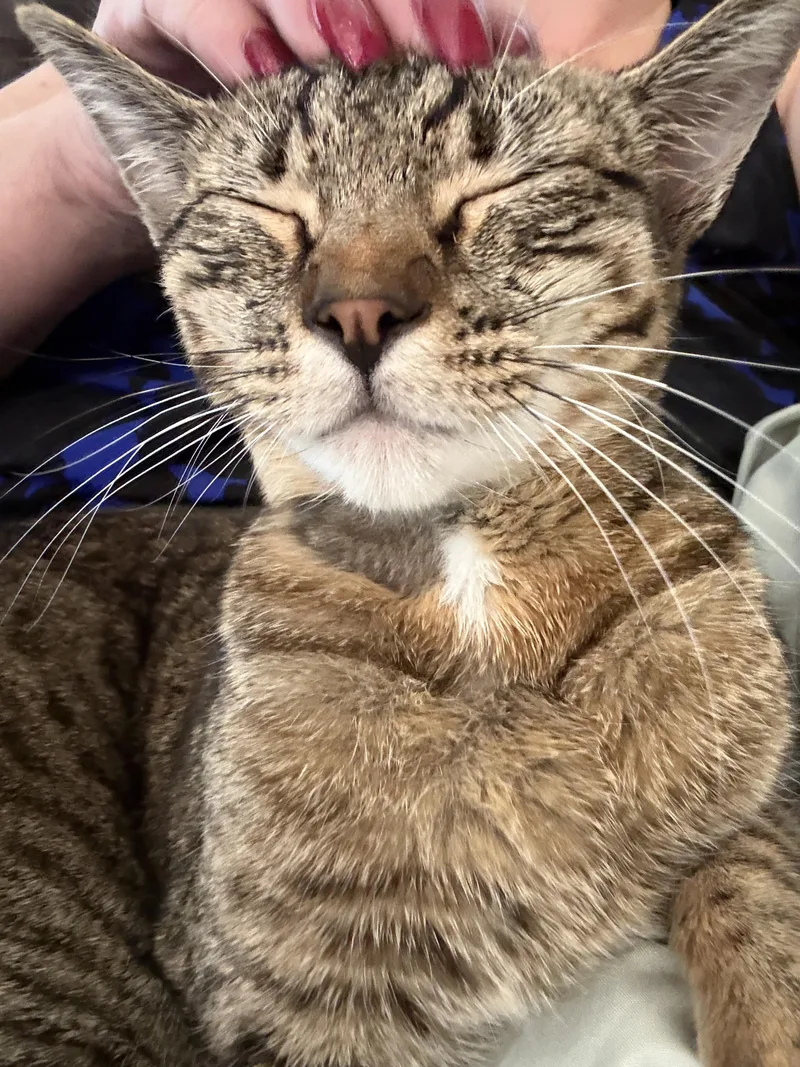 An adult medium-sized female Tabby (Brown / Chocolate) Domestic Short Hair cat named Sarina for adoption in Oceanside, CA
