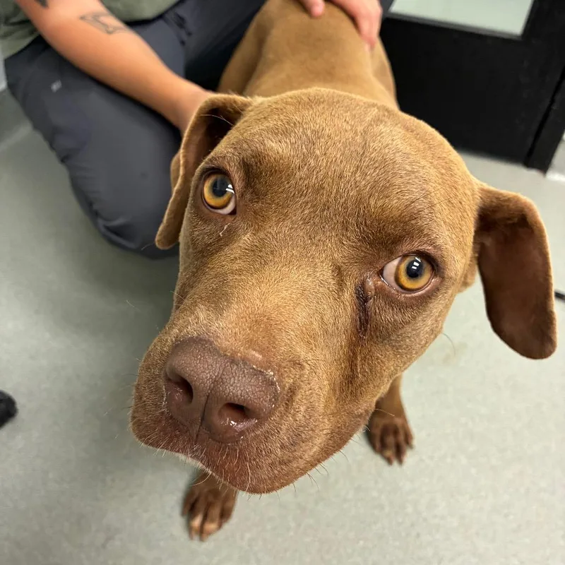 An adult medium-sized female Brown / Chocolate Pit Bull Terrier dog named Juno for adoption in Abilene, TX