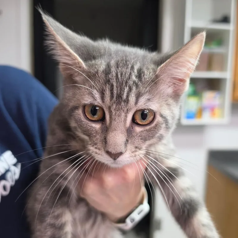 A baby small-sized female Gray / Blue / Silver Domestic Short Hair cat named Boo Boo for adoption in Leander, TX