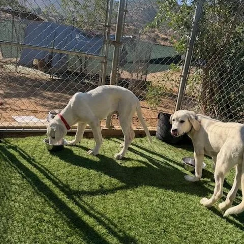 Dolly thumbnail 4