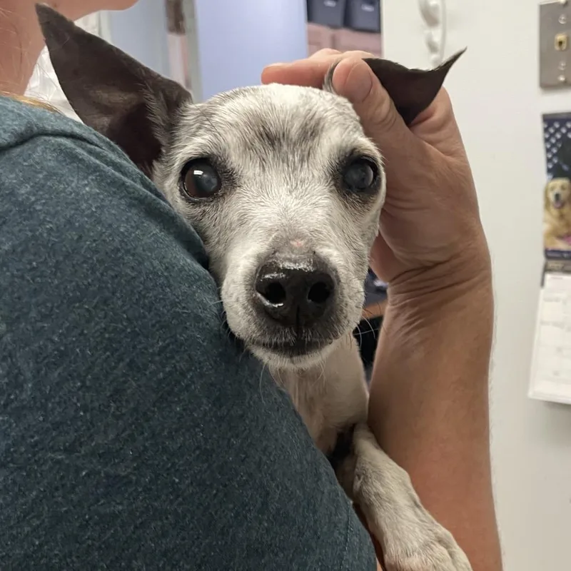 A senior small-sized female White / Cream Jack Russell Terrier dog named Eloika SPWAStray for adoption in Spokane, WA