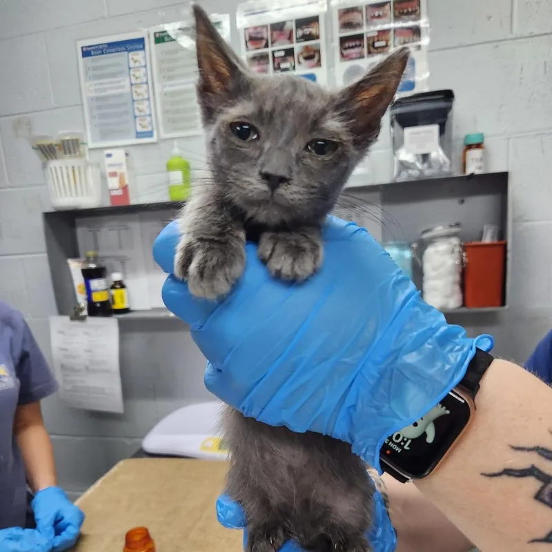 A baby small-sized male Brown / Chocolate Domestic Short Hair cat named Jim for adoption in Summerville, SC