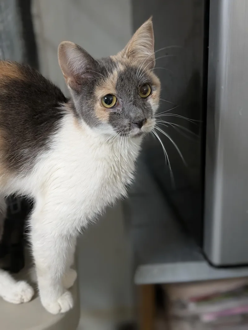 A baby medium-sized female Calico Domestic Short Hair cat named Peony for adoption in Tilton, IL