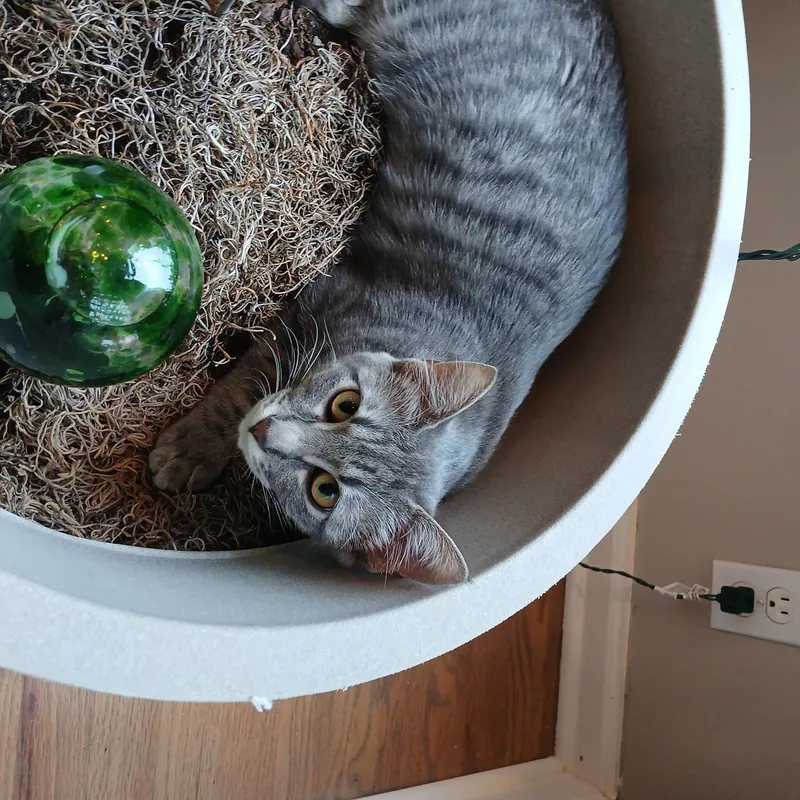 Rosie thumbnail 4