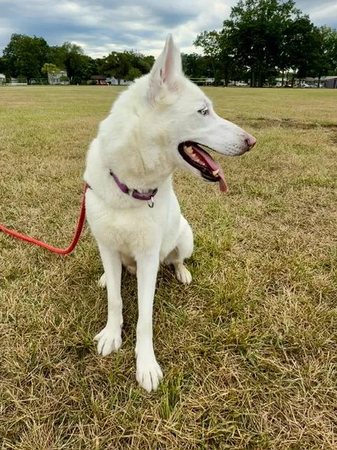 An adult large-sized female Husky dog named ScarlettBONDED WRHETT for adoption in Madison Heights, MI