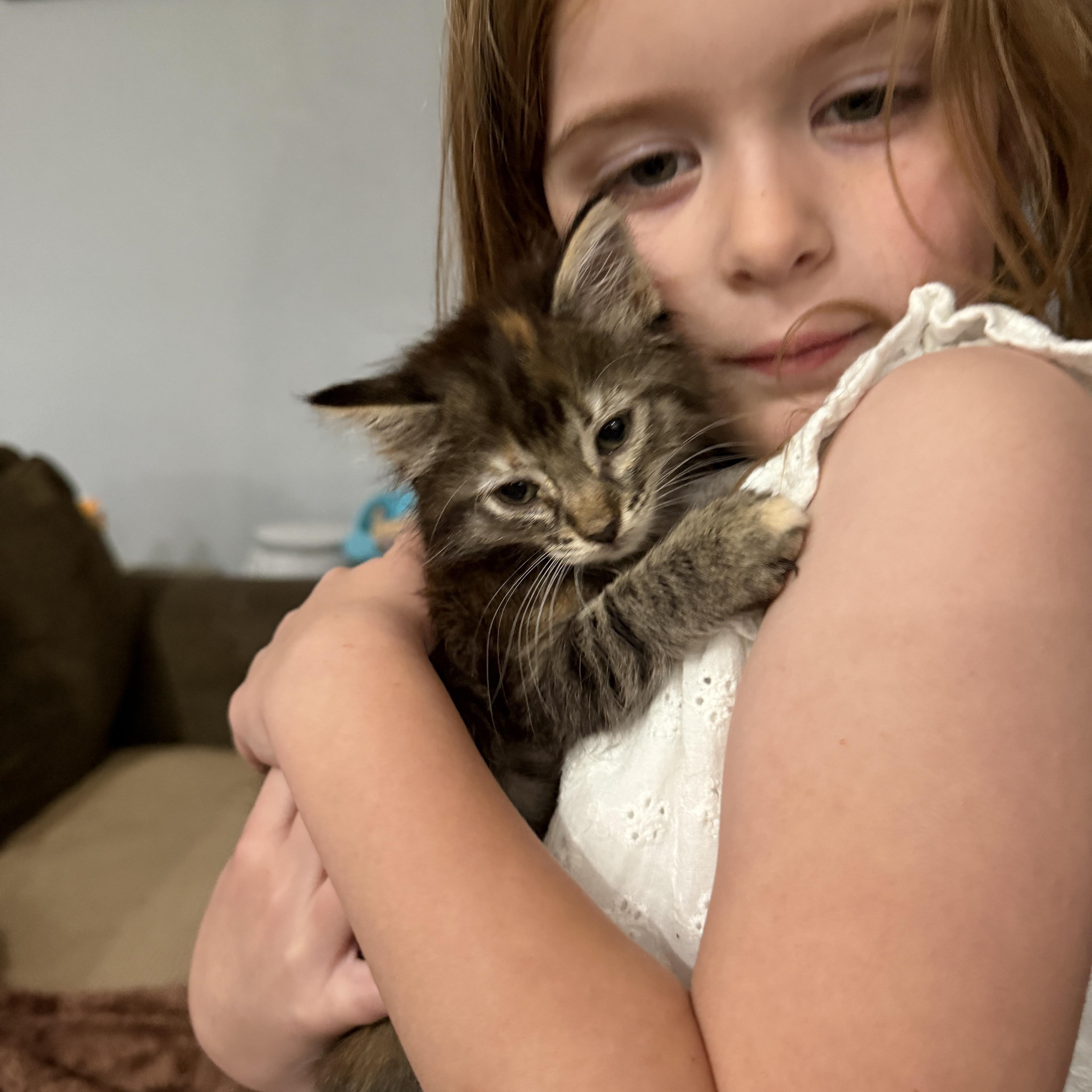 A baby medium-sized female Tabby (Brown / Chocolate) Domestic Short Hair cat named Sparks for adoption in Houston, TX