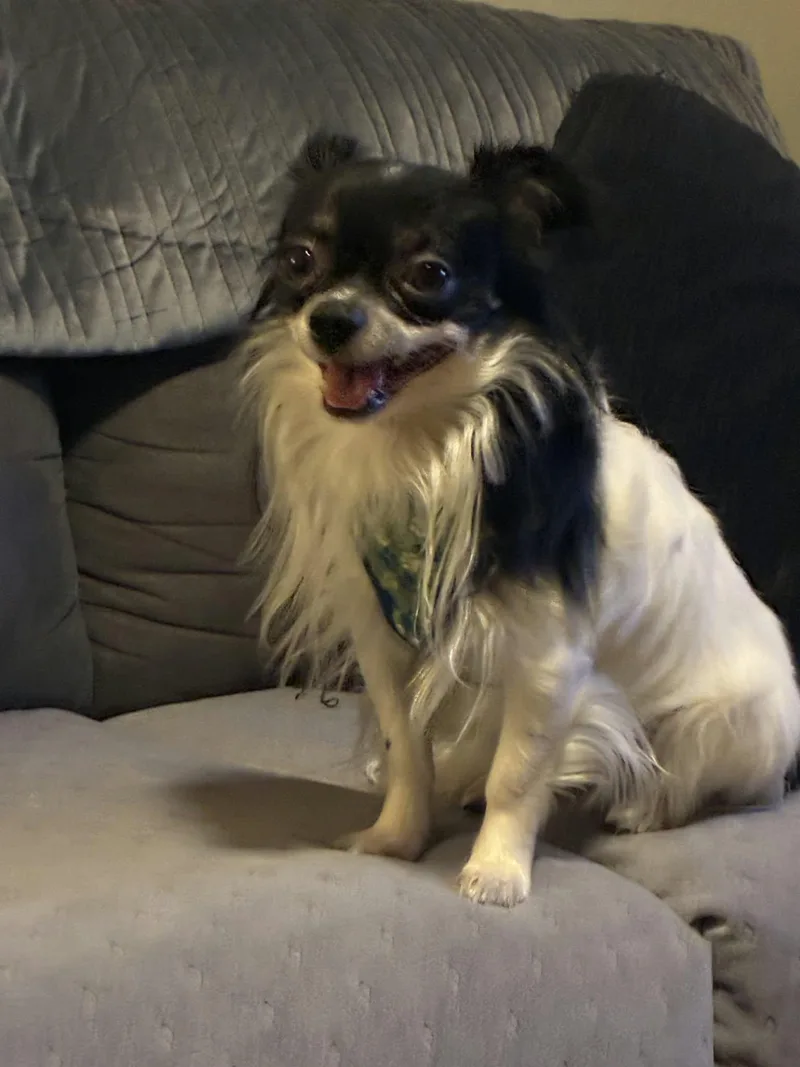Banjo thumbnail 3