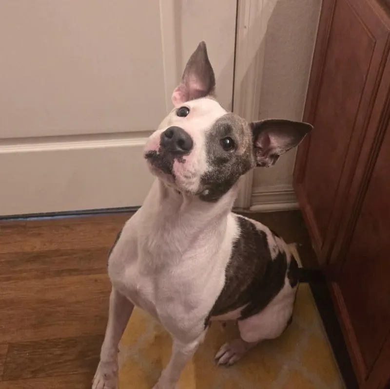 An adult medium-sized female American Bulldog dog named Clover for adoption in Winter haven, FL