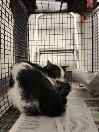 A young large-sized male Domestic Short Hair cat named Eightball for adoption in Chatsworth, CA