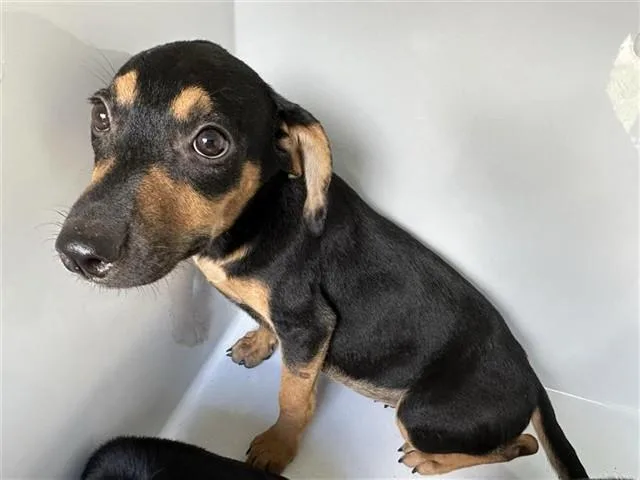 A baby medium-sized female Miniature Pinscher dog named A for adoption in Houston, TX
