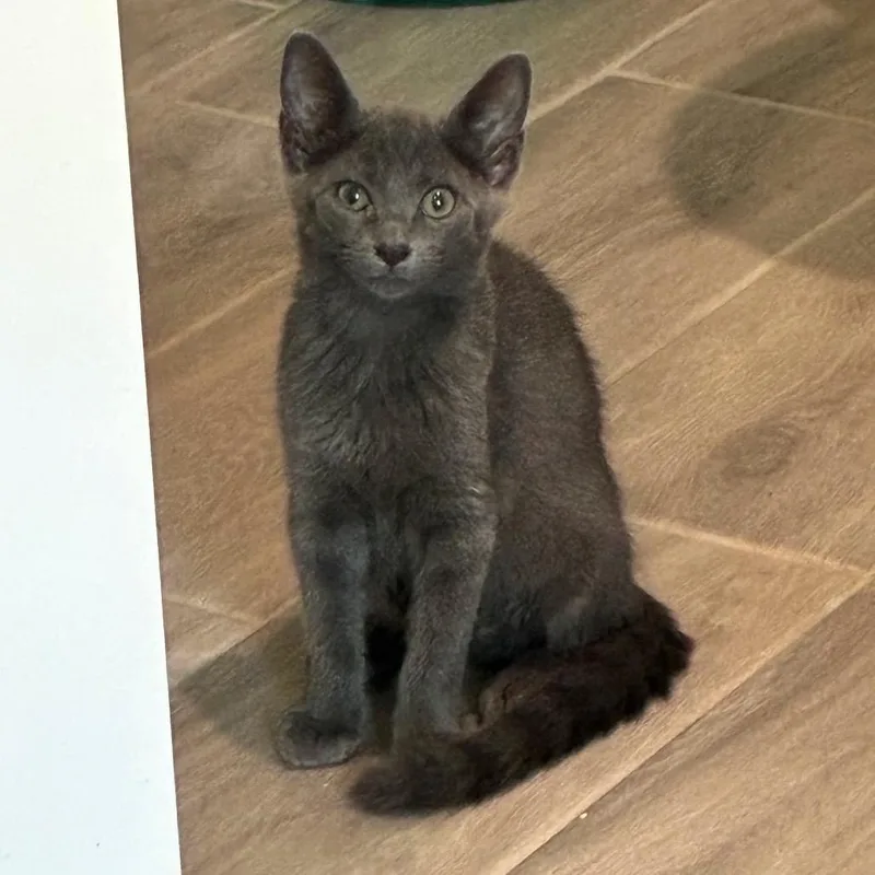 A baby small-sized male Gray / Blue / Silver Domestic Short Hair cat named Porter for adoption in Bulverde, TX