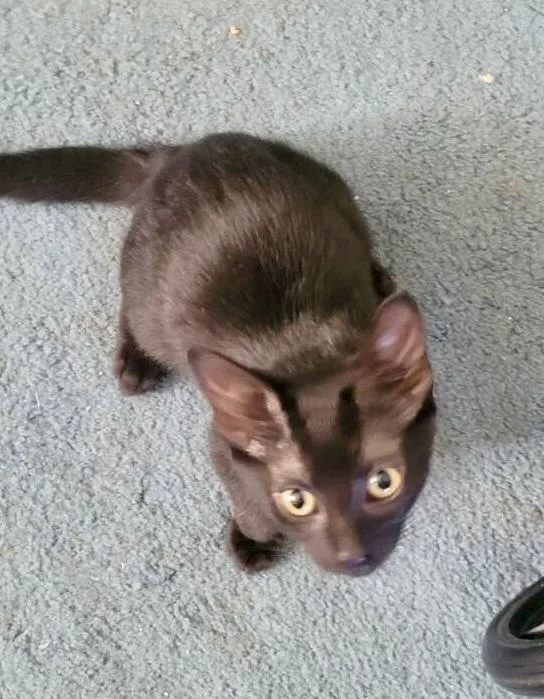 A baby small-sized male Black Domestic Short Hair cat named Thunder for adoption in Dallas, TX