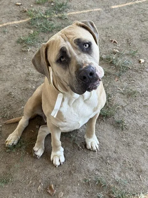 A young extra large-sized female Mastiff dog named Maisy for adoption in Riverside, CA