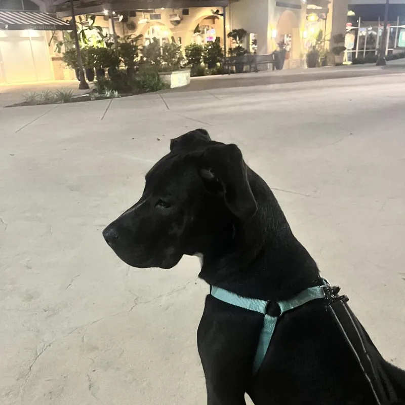 A young large-sized female Black Boxer dog named Val for adoption in San Antonio, TX