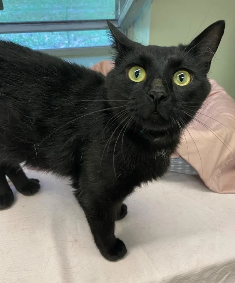 An adult medium-sized male Domestic Short Hair cat named Wayland for adoption in Muskegon, MI