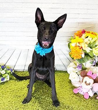 A young medium-sized female Black Labrador Retriever dog named Deani for adoption in Castro Valley, CA