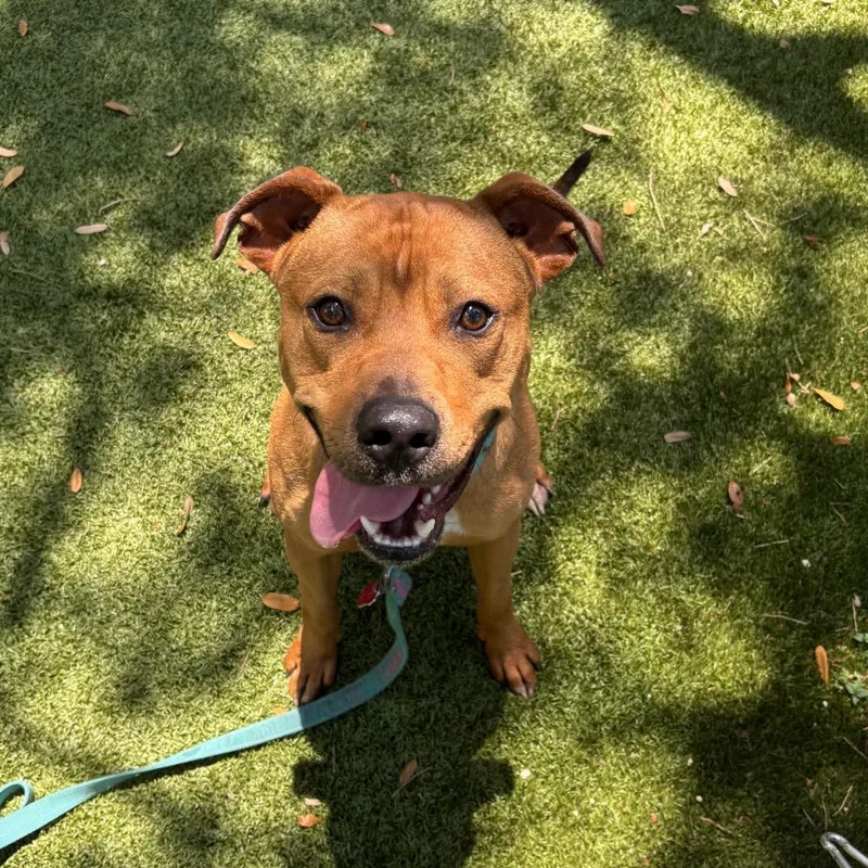 A young medium-sized male Yellow / Tan / Blond / Fawn Mixed Breed dog named Brows for adoption in Sarasota, FL
