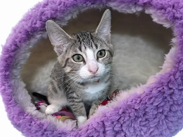 A baby medium-sized female Domestic Short Hair cat named Maddie for adoption in Fort Lauderdale, FL