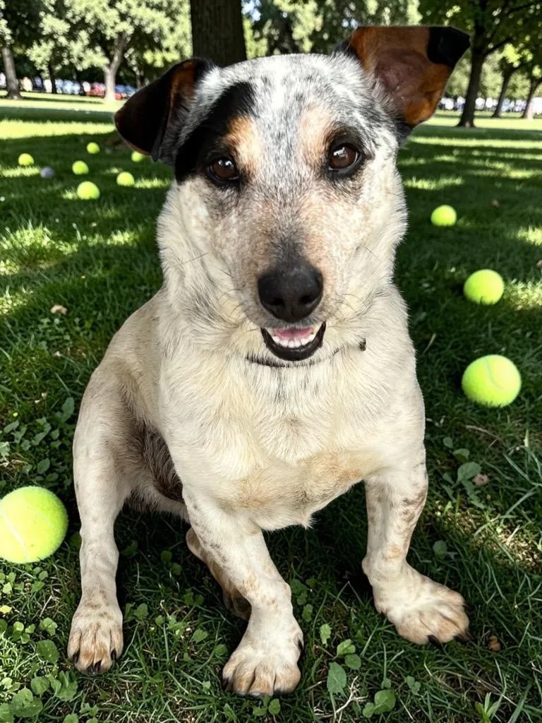 An adult small-sized male Jack Russell Terrier dog named Beauregard for adoption in Little Rock, AR
