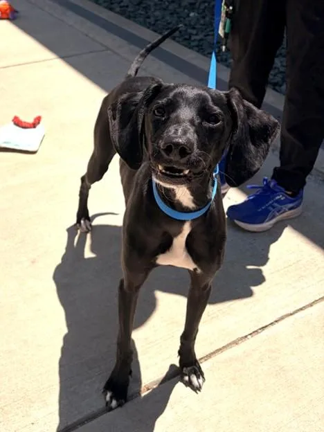 A young medium-sized male Whippet dog named Shadow for adoption in Leesburg, VA