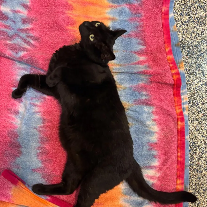An adult extra large-sized male Black Domestic Short Hair cat named Jj for adoption in Fairport, NY