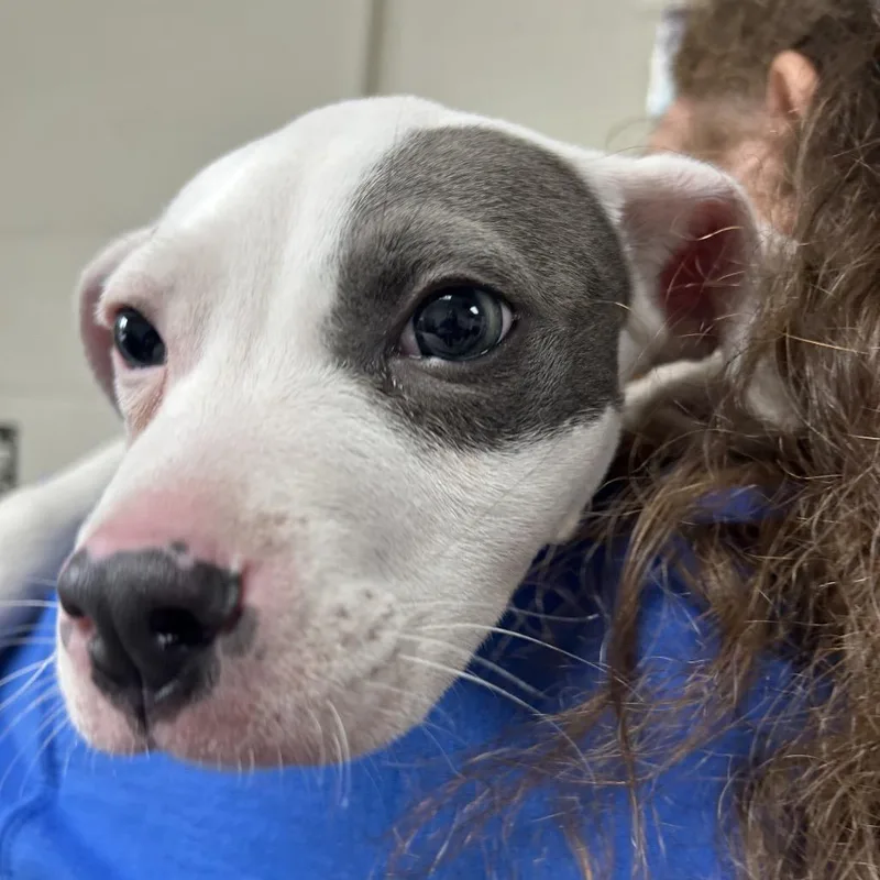 A young medium-sized male White / Cream Pit Bull Terrier dog named Pepper AKA Benny for adoption in Newport, NC