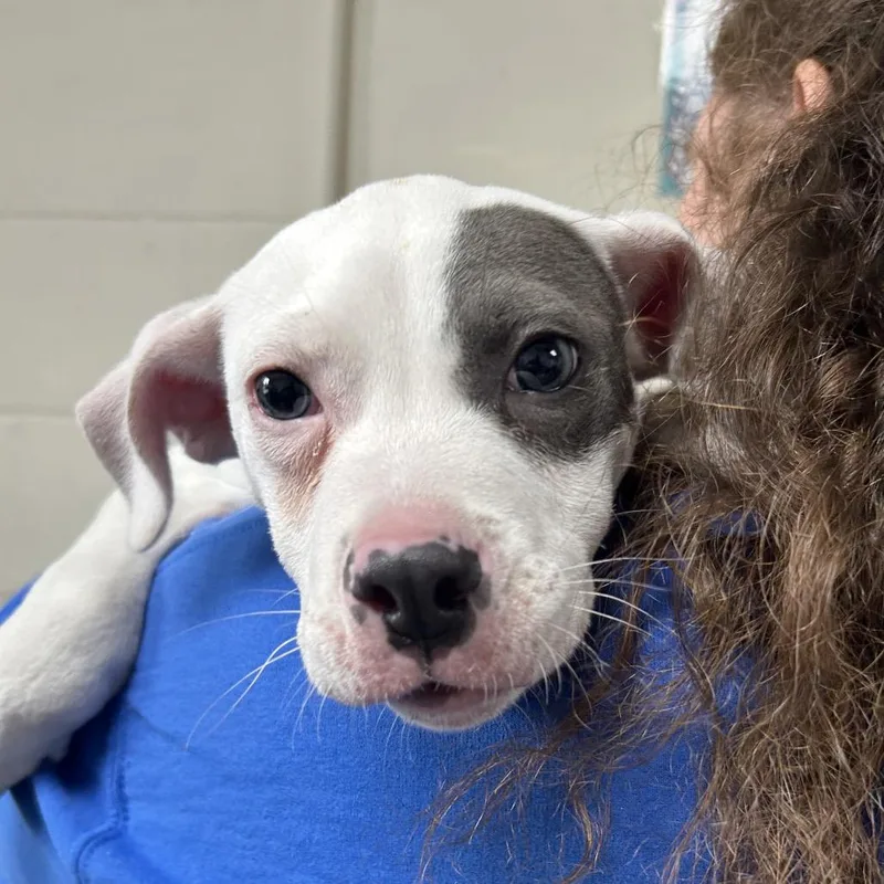 Pepper AKA Benny thumbnail 3