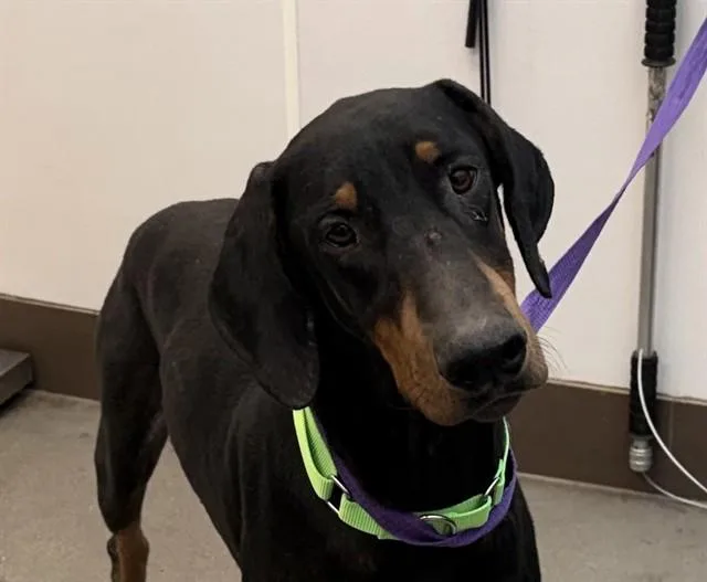 An adult large-sized male Doberman Pinscher dog named Potro for adoption in Tucson, AZ