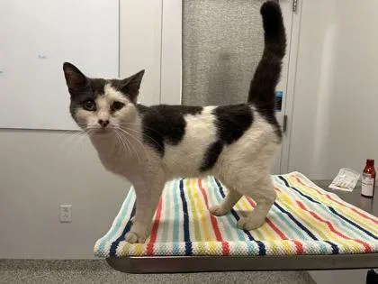 An adult medium-sized male White Domestic Short Hair cat named Rocco for adoption in Kansas City, MO