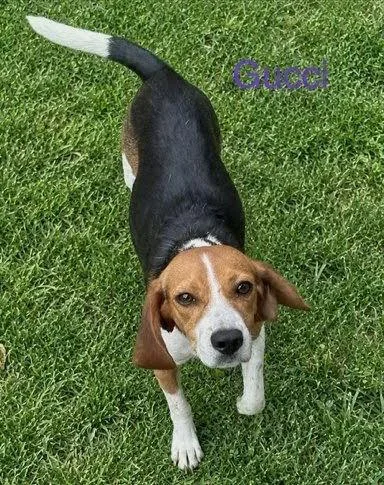 A young small-sized female Beagle dog named Gucci for adoption in Dunnellon, FL