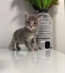 A baby medium-sized female Tabby cat named Thyme for adoption in Buford, GA