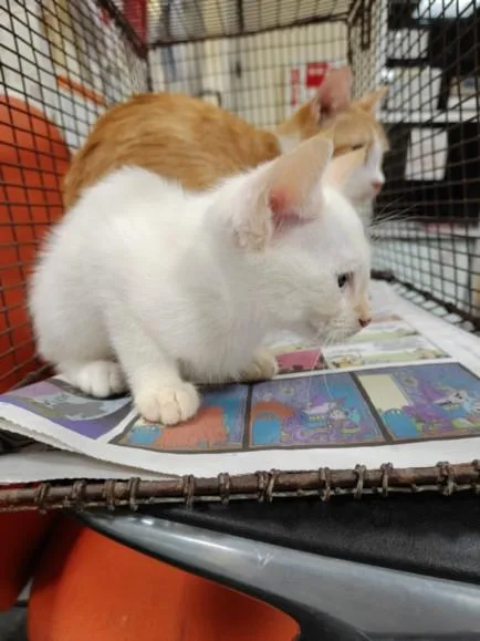 A baby large-sized female Domestic Short Hair cat named Jello for adoption in Los Angeles, CA