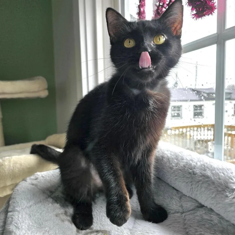 An adult small-sized female Black Domestic Short Hair cat named Siri for adoption in Goshen, IN