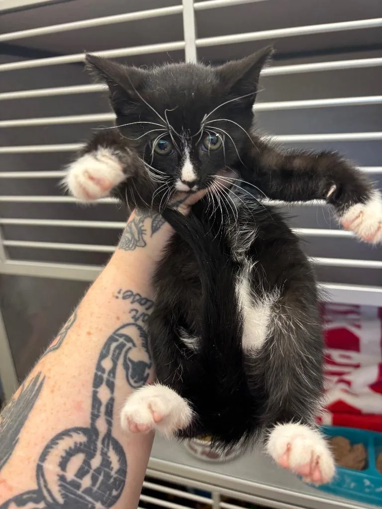 A baby small-sized female Domestic Short Hair cat named Storm for adoption in Liverpool, NY