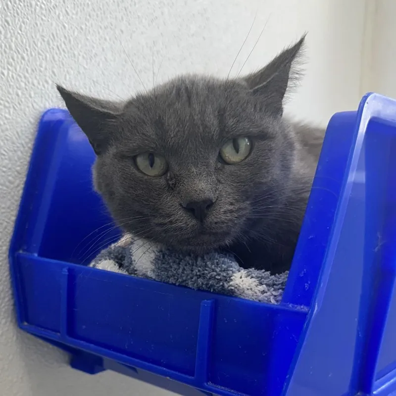 An adult medium-sized female Gray / Blue / Silver Domestic Short Hair cat named Dakota C for adoption in Union, MO
