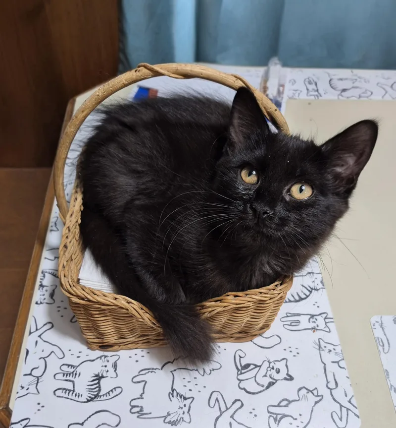 Samantha And Buffy thumbnail 2