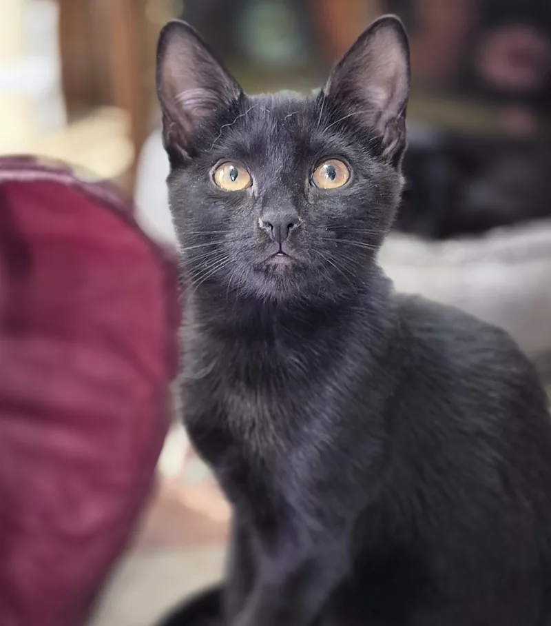 Samantha And Buffy thumbnail 3