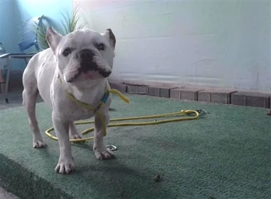 An adult medium-sized male French Bulldog dog named Jax for adoption in Baldwin Park, CA