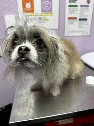A young small-sized male Brown / Chocolate Shih Tzu dog named 60845324 for adoption in El Paso, TX