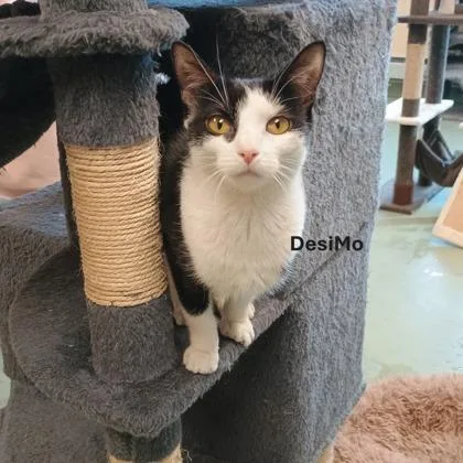An adult medium-sized female Domestic Short Hair cat named Desi Mo for adoption in West Chester, PA