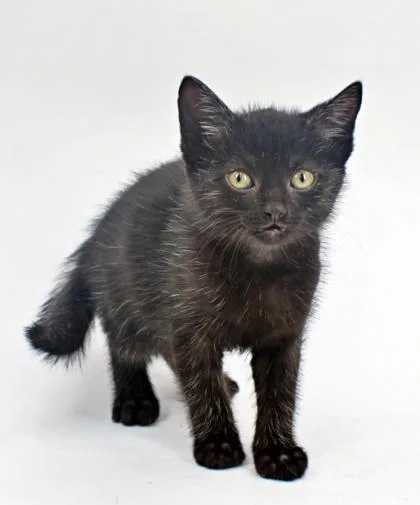 A baby small-sized female Domestic Short Hair cat named Goneril for adoption in Morton Grove, IL
