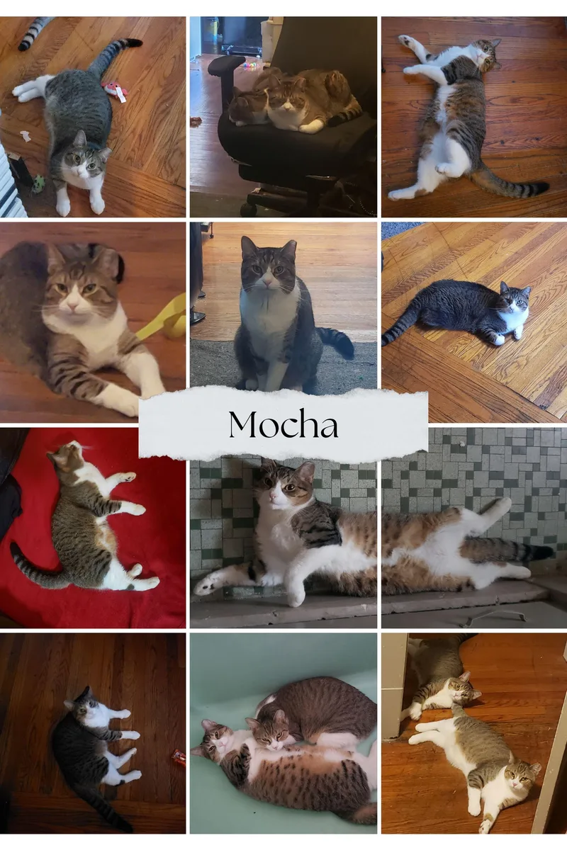 A young medium-sized male Domestic Short Hair cat named Mocha & Latte for adoption in Mayfield, NY