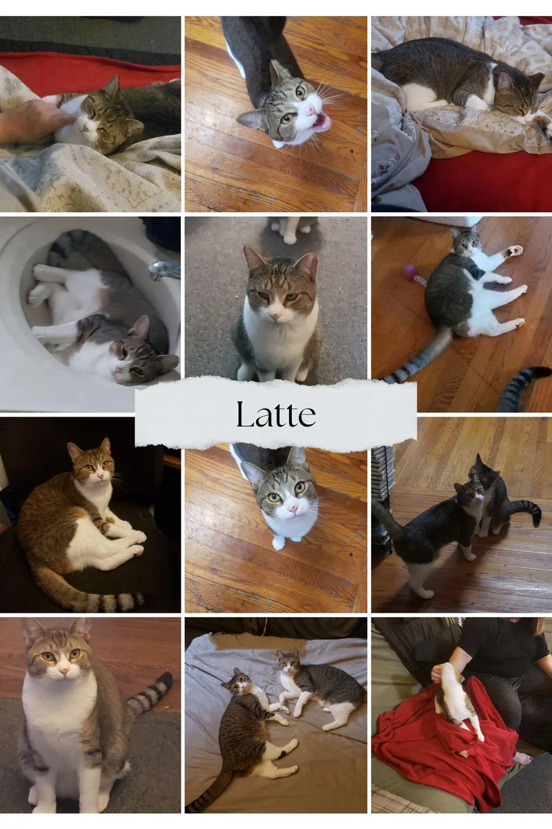 Mocha & Latte thumbnail 3